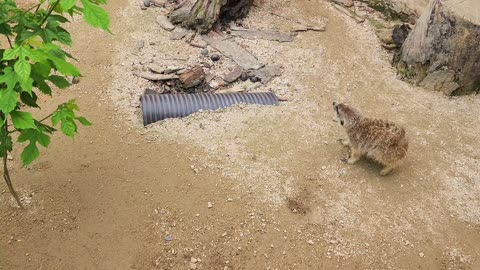 meerkat