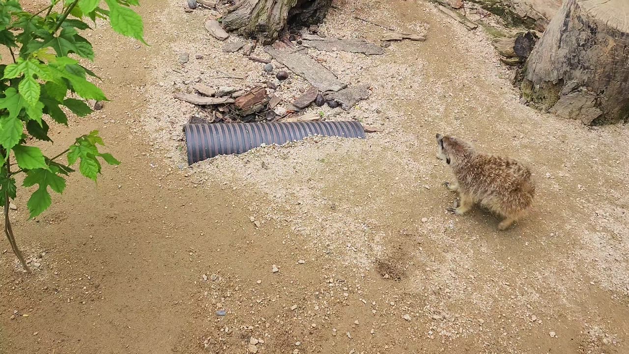 meerkat