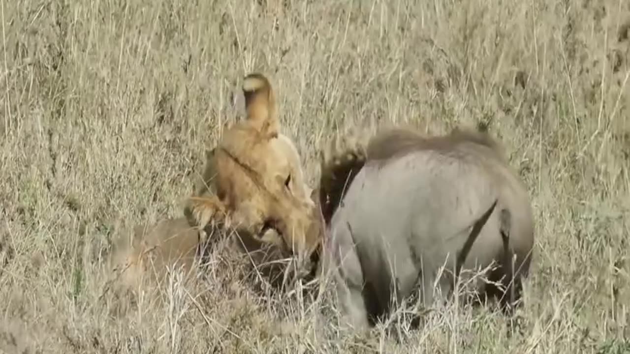 Lion hunting warthog