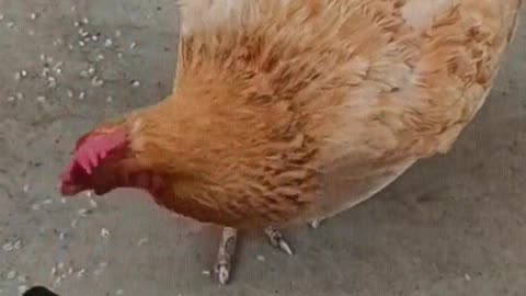 The mother hen feeds the chicks.