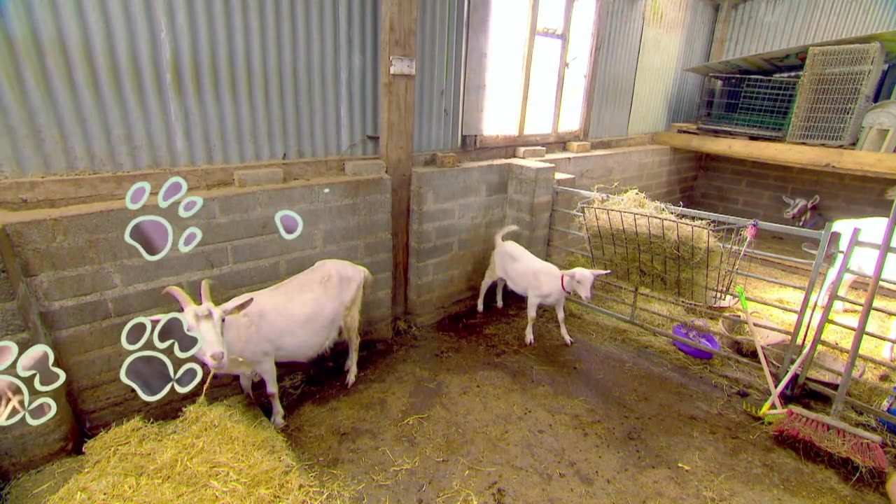 Mi Mascota y Yo - T1E16 - Cabras