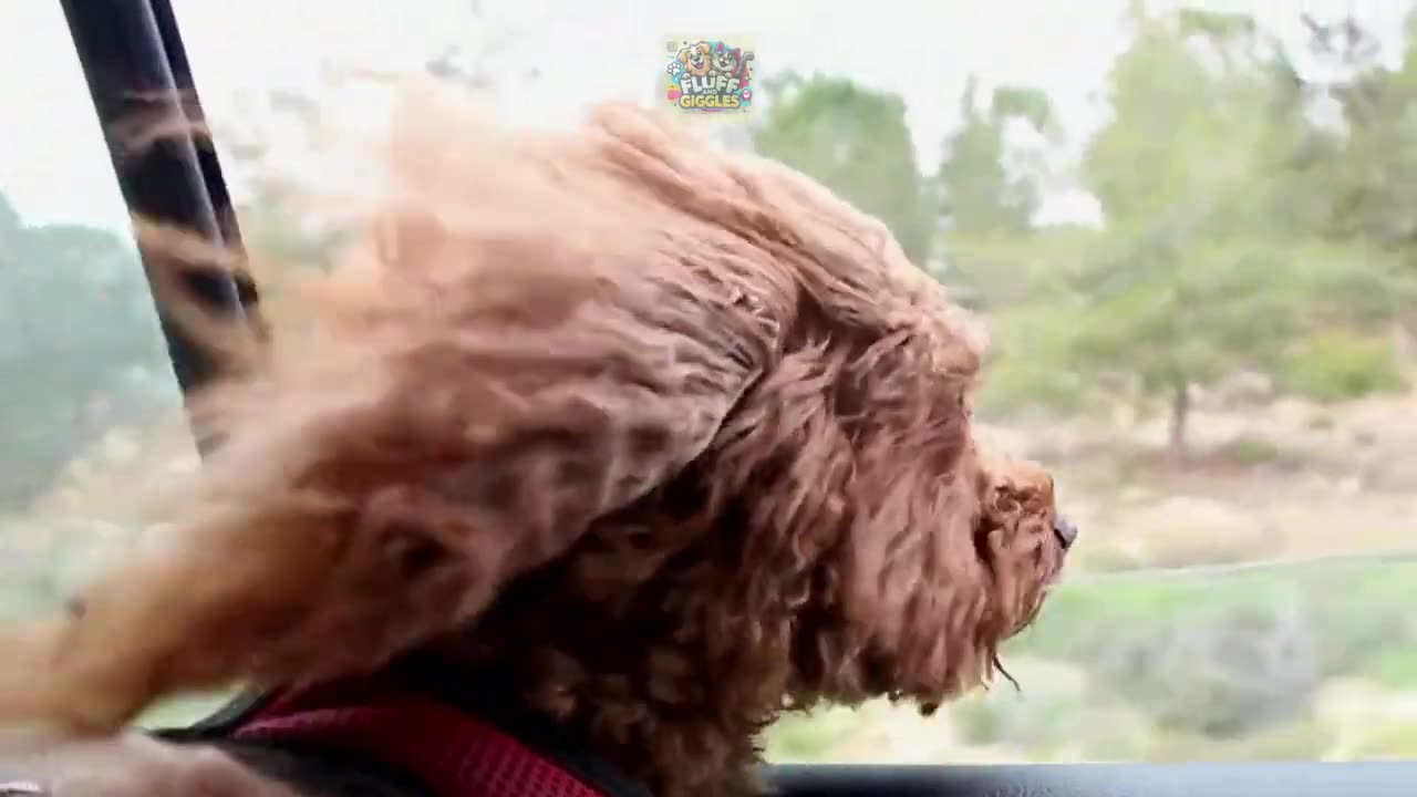 Videos for Cats to Watch cats & dog - #cattv #dogtv #videosforcats #catgames #animalvideos #catsdogs