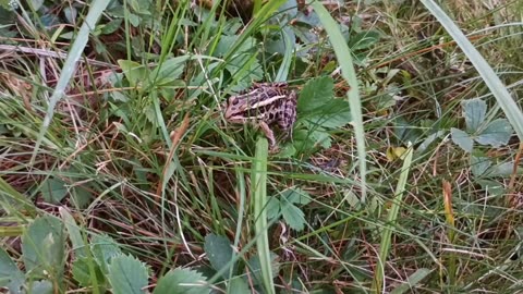 Pickerel Frog