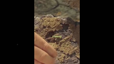 Did you know: Termites incredible defense system!