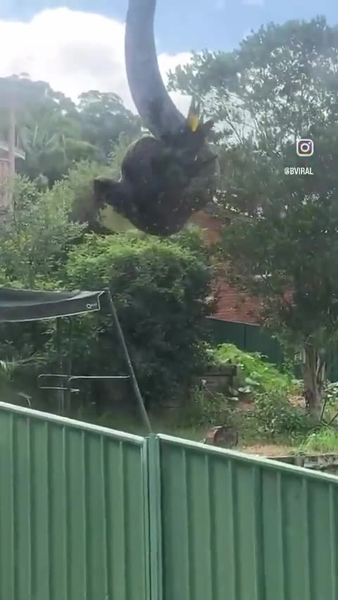 Welcome to Australia 🇦🇺