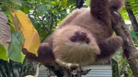 Two-Toed Sloth – The Slow Life of Costa Rica’s Rainforests