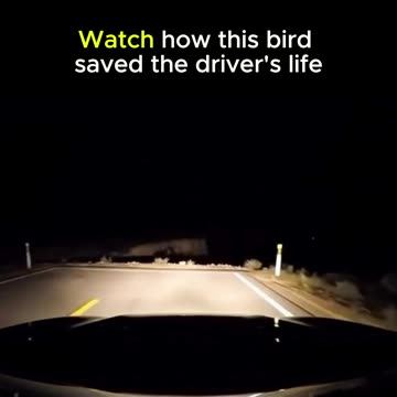 Watch how this bird’s quick actions saved a driver’s life in a moment of danger. 🐦💨
