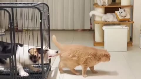 Littels Dog's Comedy Videos 🤣 so cute videos 😍 funny videos 🤣 so much my love 😘