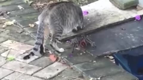 #54_Funniest_Cats_And_Dogs_videos_🐶🐱_#funny_#animals_#cuteanimals