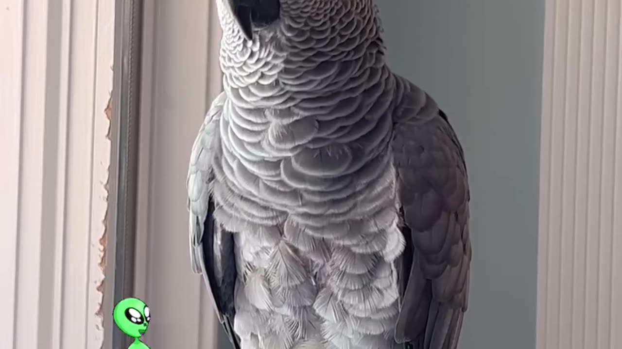 Parrot Tells Alexa to Fart – Funniest Thing Ever! 💨🦜😂