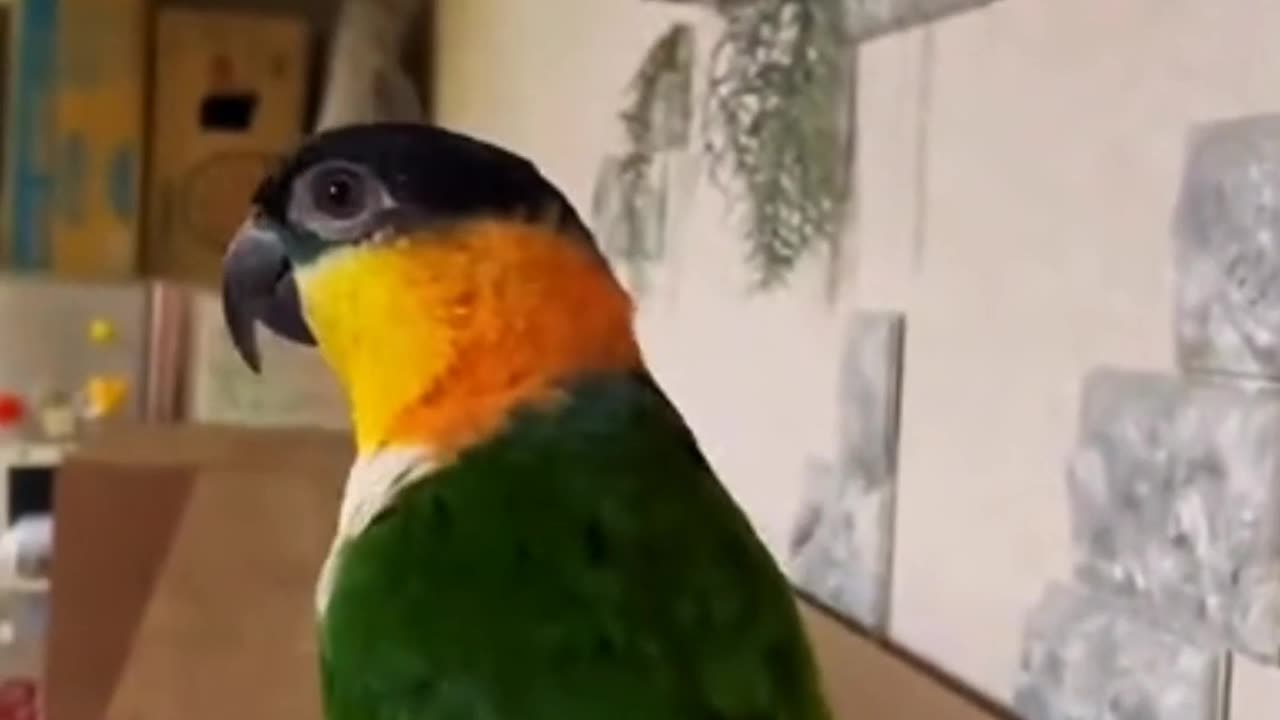 funny parrots