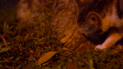 Cute Animal Ep81