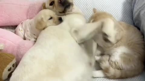 Fluffy Drama King Meets His Match😂