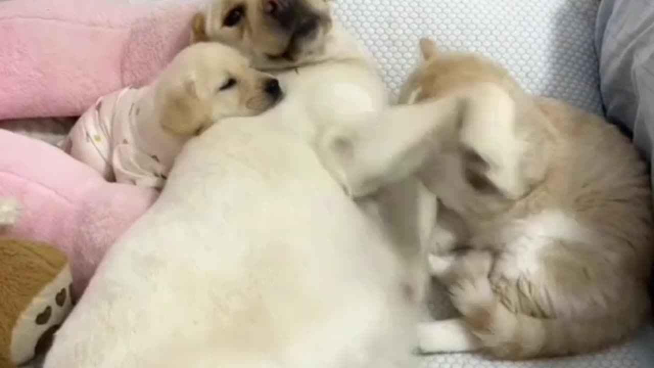 Fluffy Drama King Meets His Match😂