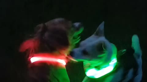 😂🐶 Now Set to 'Duel of the Fates', My Dog Having a Lightsaber Duel! | FunFM