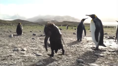 Fun animals video