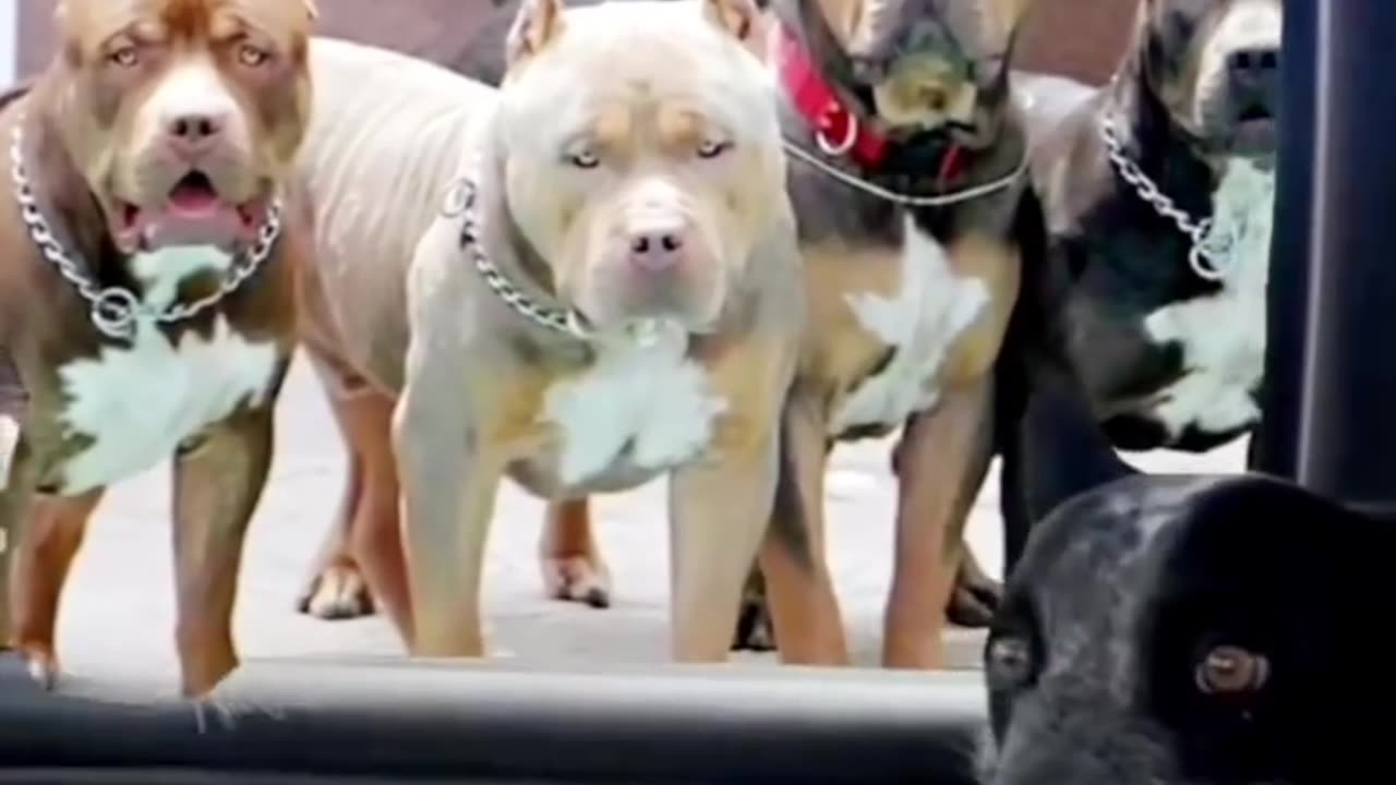 Try not to laugh🤣