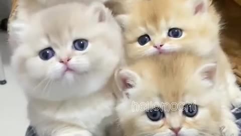 Funny Cat Moment