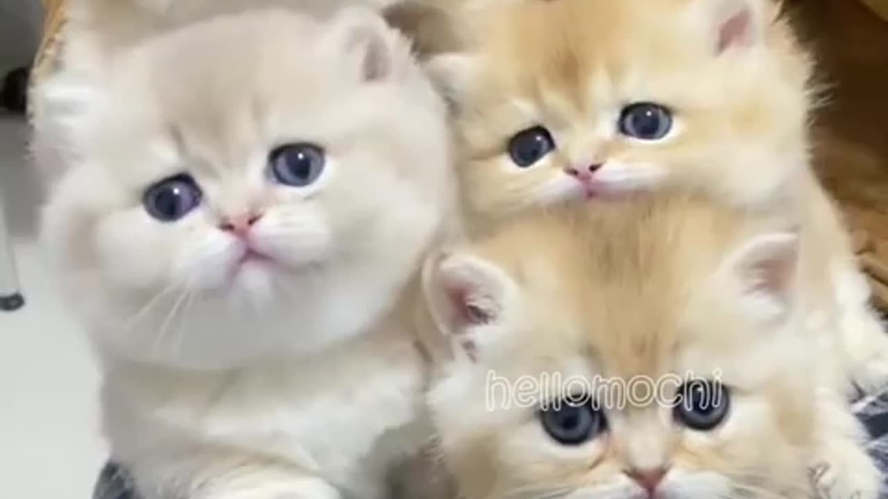 Funny Cat Moment
