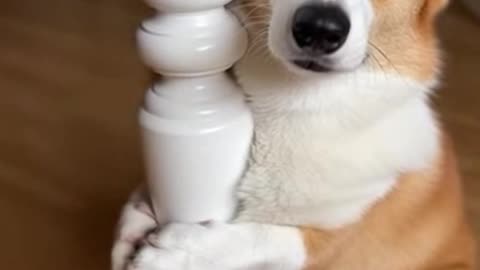 I don't know anything, okay?🐾| funny dog 15