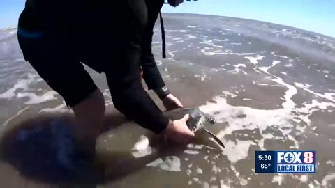 Crowds gather on Grand Isle Beach to watch rare sea turtles return to the Gulf