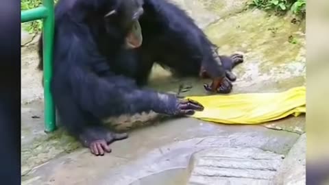 cute animals funny video trending shorts 🥰 #funnycomedyshort #cuteanimalsfunnyvideosshorts #funny 
