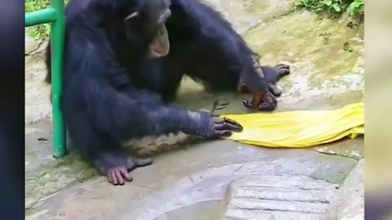 cute animals funny video trending shorts 🥰 #funnycomedyshort #cuteanimalsfunnyvideosshorts #funny