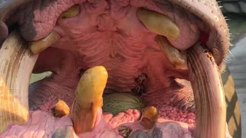 Hippo and watermelon
