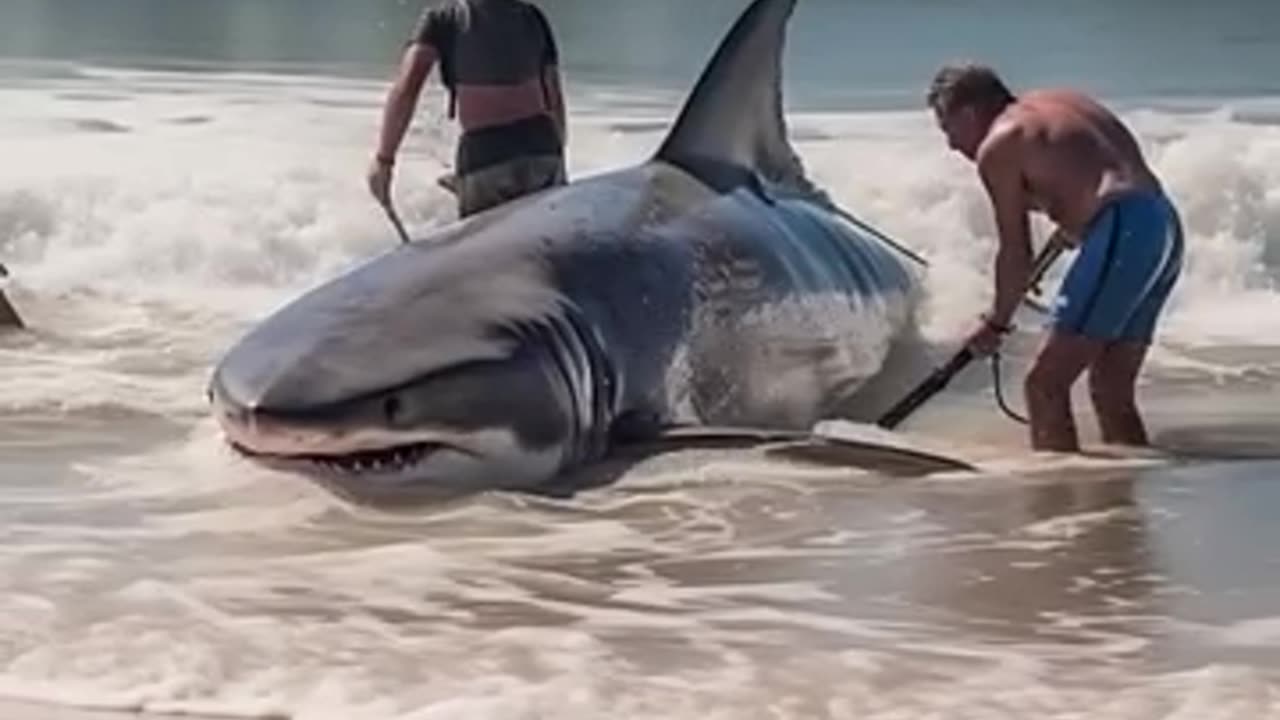 Great white shark washed up North Carolina