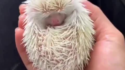 Cute Porcupine