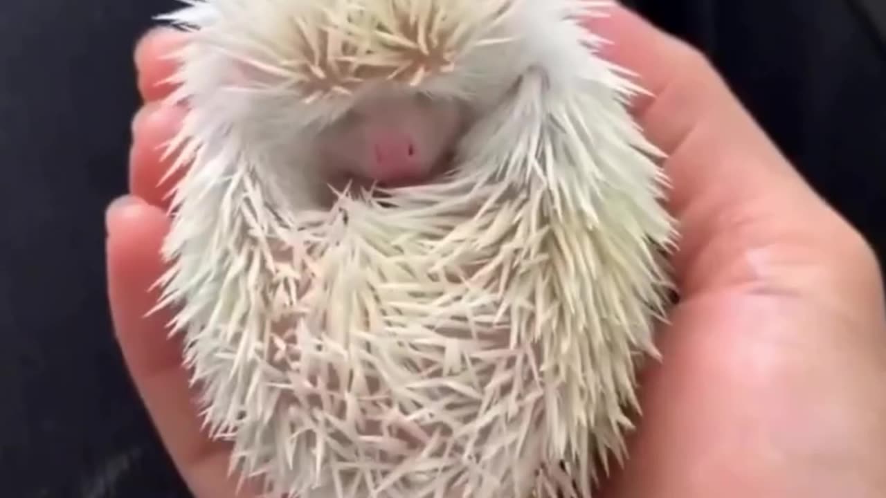 Cute Porcupine