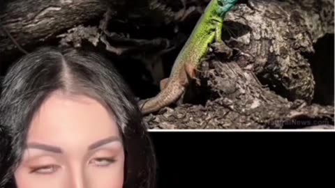 Surprising DNA test result of a lizard 🦎
