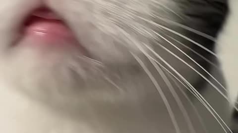 Ungrrrhhhhh 😼
