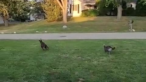 🦃🔥 You Won't Believe How This Wild Turkey Confronts a Doberman! | FunFM