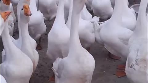Today's goose is extraordinary