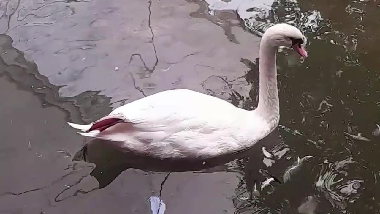 cisne