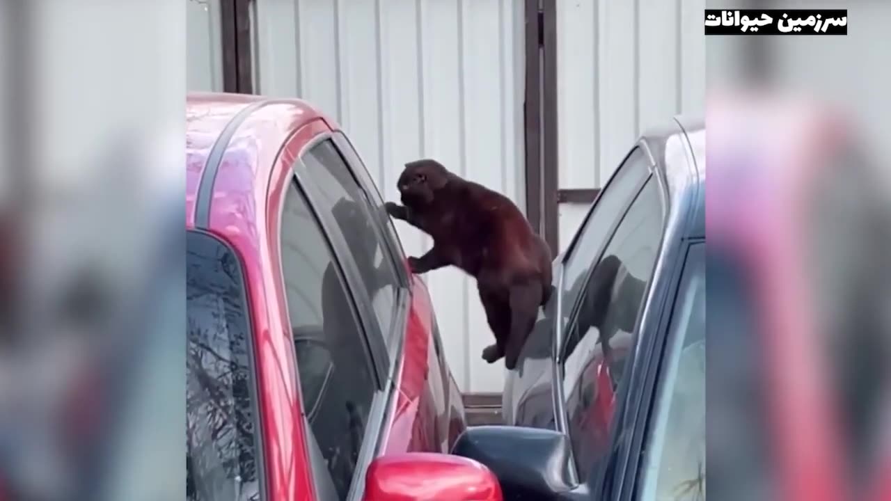 animals