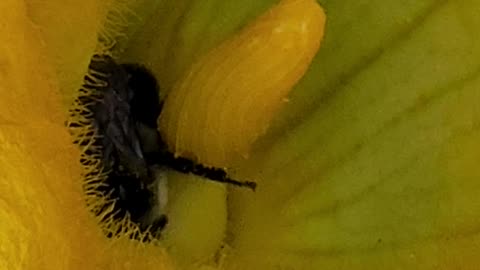 Major Pollinator Traffic clogging up airspace above Pumpkin Blossom