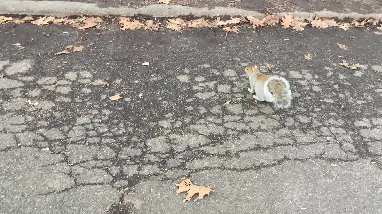 Squirrel