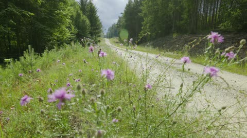 Sounds of Life on a Forest Road | Buzzing Bees, Birdsong, Butterflies (ASMR)