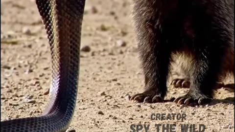 Badger Meets a Venomous Cobra Snake | A Survival Encounter Explained
