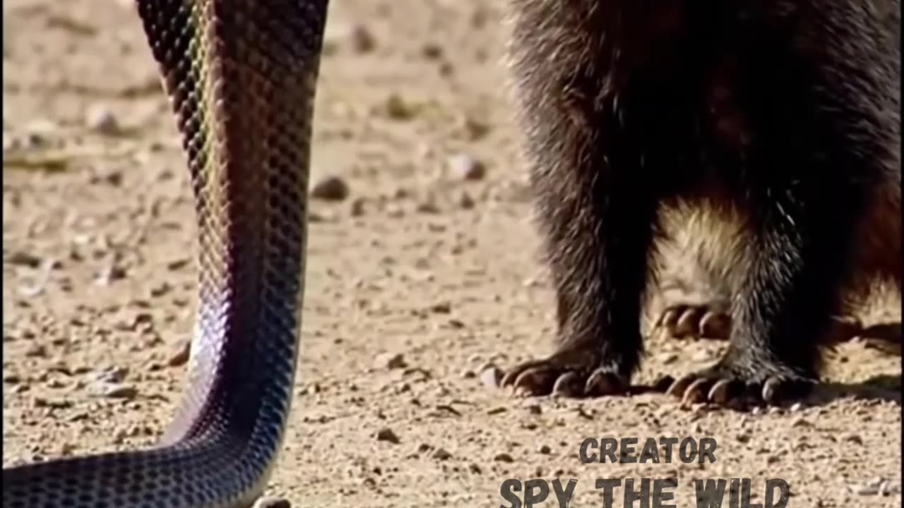 Badger Meets a Venomous Cobra Snake | A Survival Encounter Explained