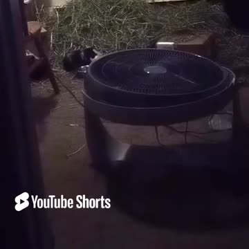 DAVID THE PIG WATCHING CARTOONS