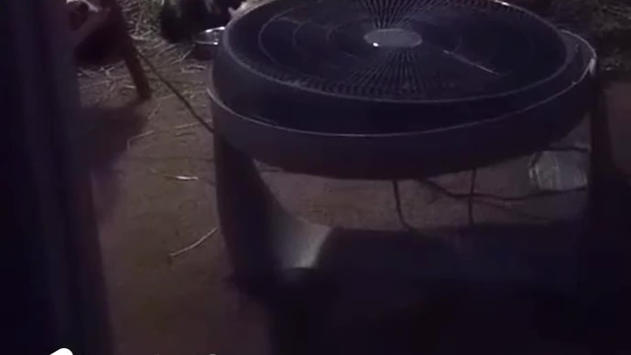 DAVID THE PIG WATCHING CARTOONS