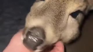 😂🐶 The Goodest Girl Ever! | FunFM
