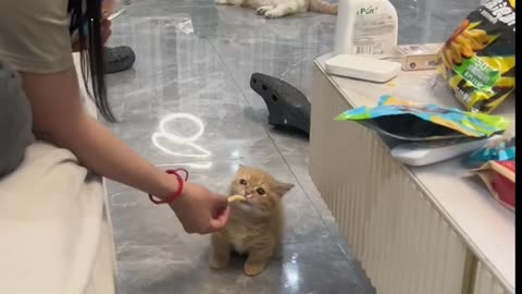 Adorable Dog and Cat Friendship & A Cat Begging for Food!