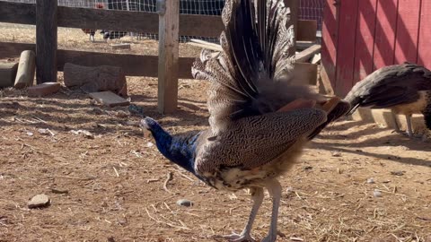 Yearling peacock