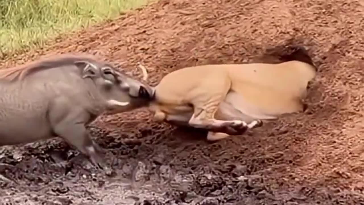 Warthog vs lions, Funny Moments
