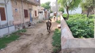 Bull Fighting in City Road