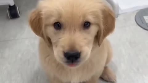 How to give a lesson to naughty puppy, puppies are cute 💕